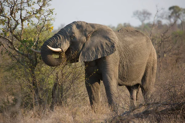 Grande Savane Africaine Éléphant Manger Des Plantes Sur Pâturage — Photo