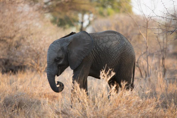 African Elephant Moving Savanna Daytime — Stock Photo, Image