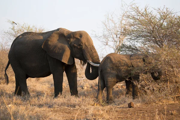 Famille Éléphants Africains Marchant Dans Savane Jour — Photo