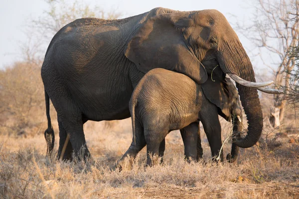 Famille Éléphants Africains Marchant Dans Savane Jour — Photo