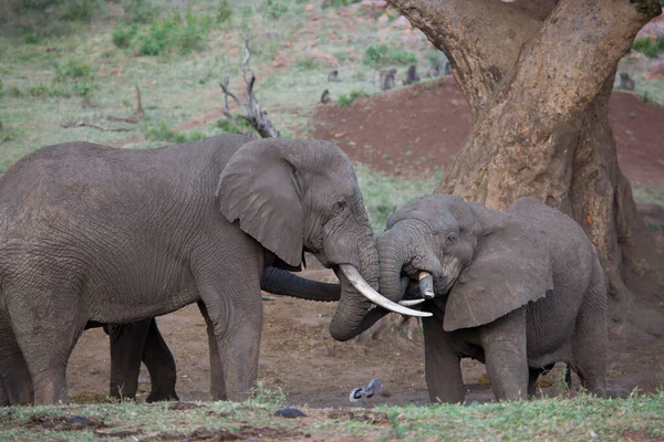 Rodina Afrických Slonů Kráčejících Dne Savaně — Stock fotografie