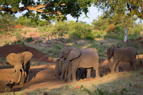 Troupeau Éléphants Savane Africaine Pâturage Jour — Photo