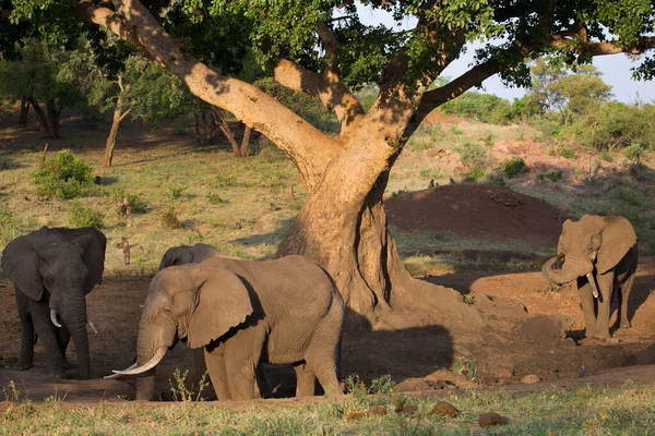 Família Elefantes Africanos Caminhando Savana Durante Dia — Fotografia de Stock
