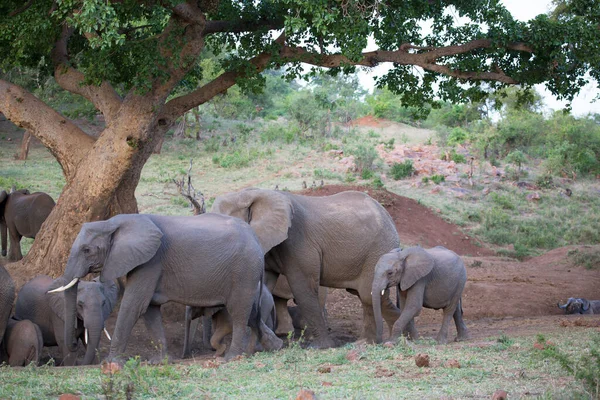 Rebanho Elefantes Savanas Africanas Pastagens Durante Dia — Fotografia de Stock