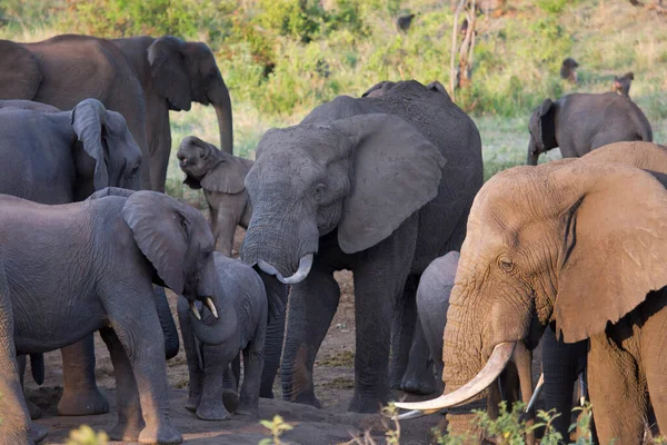 Afrikanska Savannelefanter Betesmark Dagtid — Stockfoto