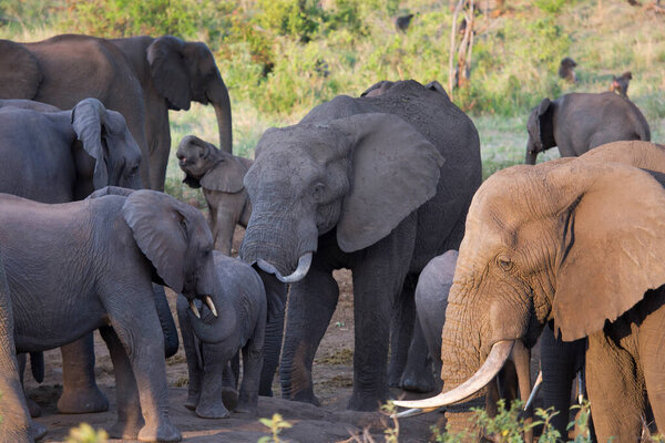 Herd of african savanna elephants on pasture at daytime