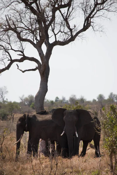 Prise Vue Diurne Éléphants Africains Savane — Photo