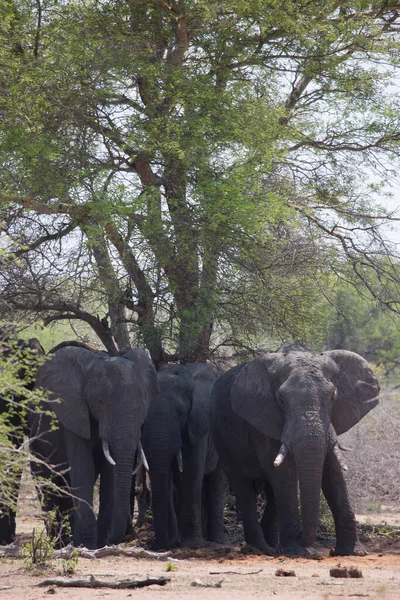 Стадо Африканских Саванн Слонов Пастбищах Днем — стоковое фото