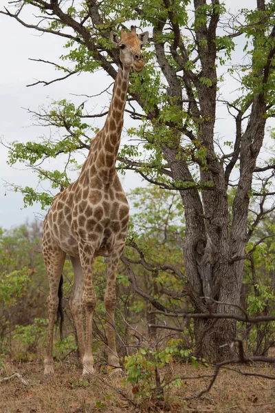 Південноафриканський Або Мис Жираф Giraffa Camelopardalis Гуляючи Через Саванний Ландшафт — стокове фото