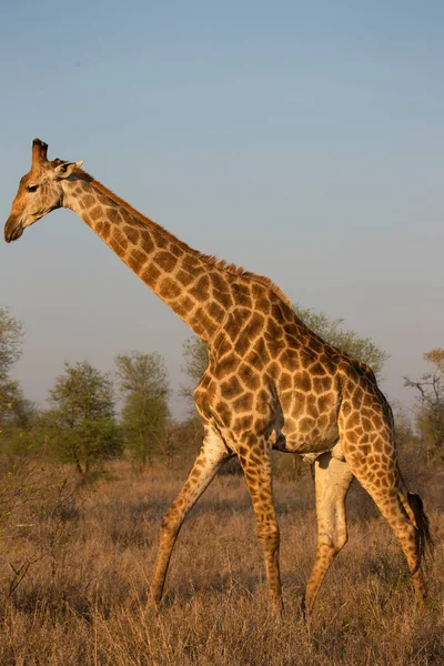 Південноафриканський Або Мис Жираф Giraffa Camelopardalis Гуляючи Через Саванний Ландшафт — стокове фото
