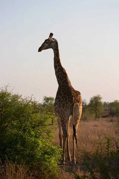 Південноафриканський Або Мис Жираф Giraffa Camelopardalis Гуляючи Через Саванний Ландшафт — стокове фото