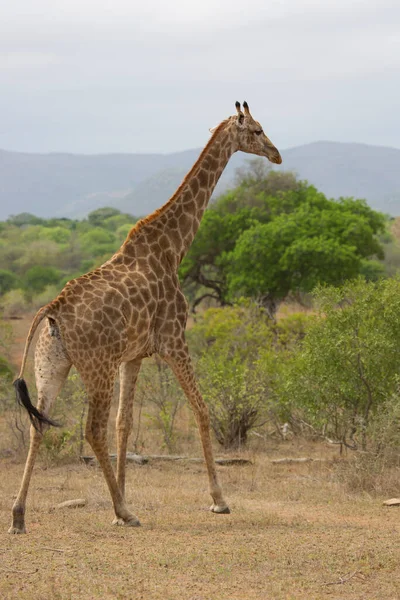 Dél Afrikai Vagy Cape Zsiráf Giraffa Camelopardalis Séta Szavanna Táj — Stock Fotó