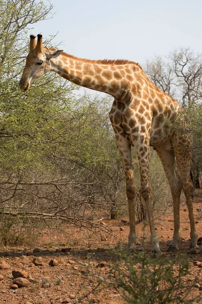 Jihoafrická Žirafa Nebo Mys Žirafa Camelopardalis Procházka Savanskou Krajinou — Stock fotografie