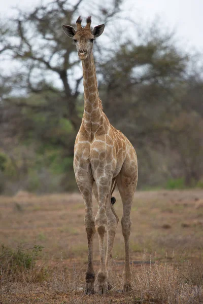 Dél Afrikai Vagy Cape Zsiráf Giraffa Camelopardalis Séta Szavanna Táj — Stock Fotó
