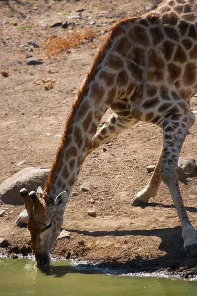 Żyrafa Południowoafrykańska Lub Przylądkowa Żyrafa Camelopardalis Woda Pitna Rzeki — Zdjęcie stockowe