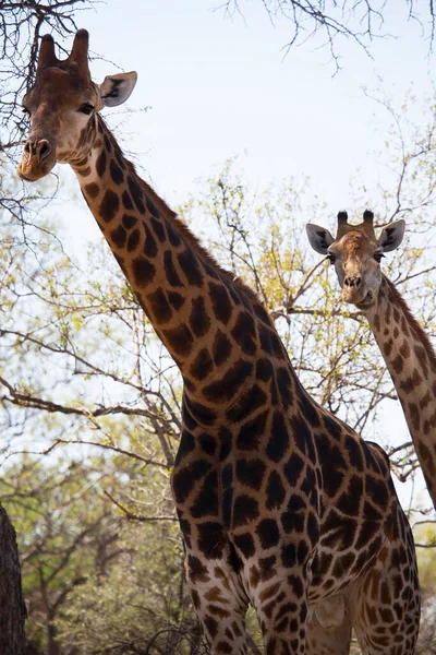 Güney Afrika Cape Zürafaları Zürafa Camelopardalis Ağaçların Tepesinden Otlamak Için — Stok fotoğraf