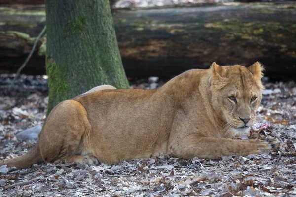 Leona Descansando Bajo Árbol — Foto de Stock