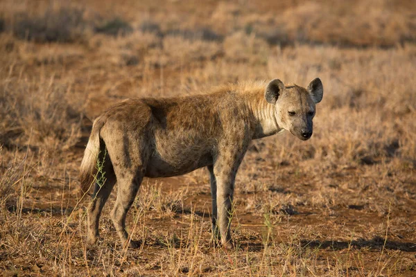 Skrattande Eller Fläckig Hyena Crocuta Crocuta Vilande Skuggan Buskar — Stockfoto