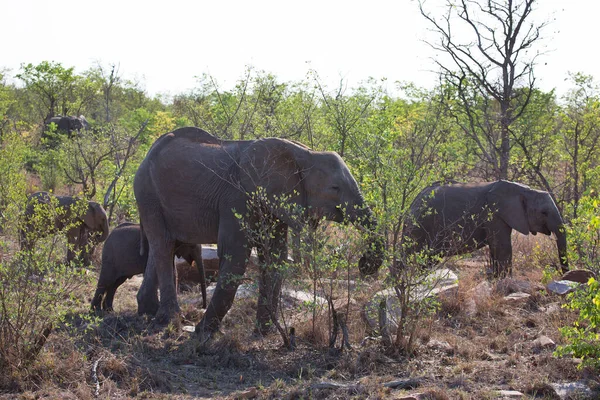 Afrikanische Elefantenfamilie Wandert Tagsüber Der Savanne — Stockfoto