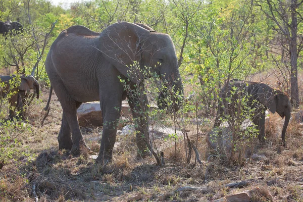 Tagsüber Afrikanische Elefanten Savanne Erschossen — Stockfoto