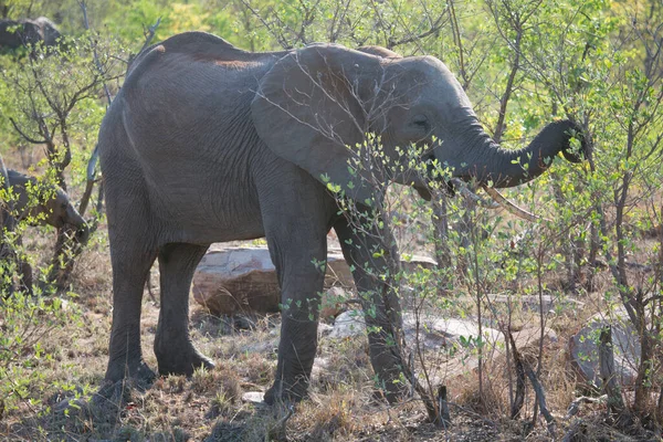 Tagsüber Afrikanische Elefanten Savanne Erschossen — Stockfoto