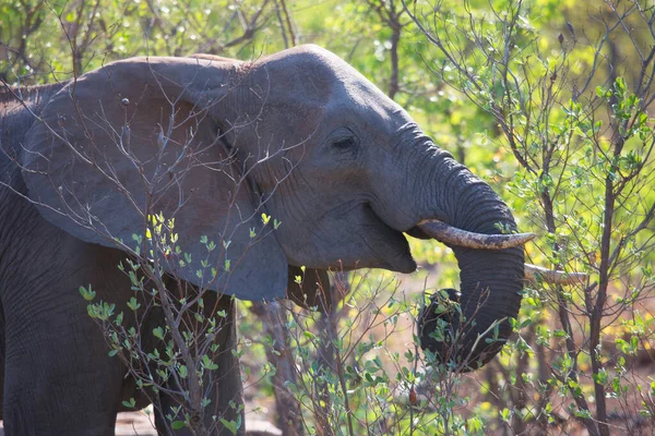 Elefante Sabana Africana Grande Comiendo Plantas Pastos — Foto de Stock