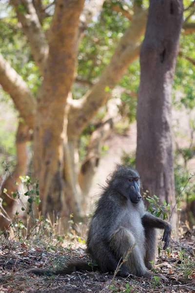 Chacma Babunu Ormanda Dinleniyor — Stok fotoğraf