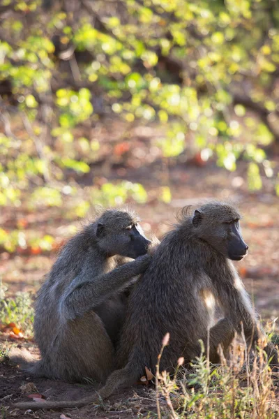 Семейные Чакма Бабуины Отдыхают Лесной Подстилке Ухаживая Друг Другом — стоковое фото