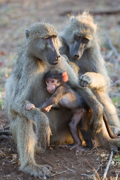 Família Babuínos Chacma Sentado Relaxado Juntos Depois Uma Forte Tempestade — Fotografia de Stock