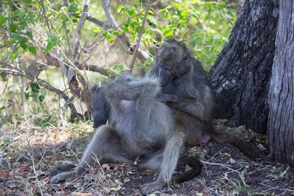 Família Chacma Babuíno Descansando Chão Floresta Grooming Uns Aos Outros — Fotografia de Stock