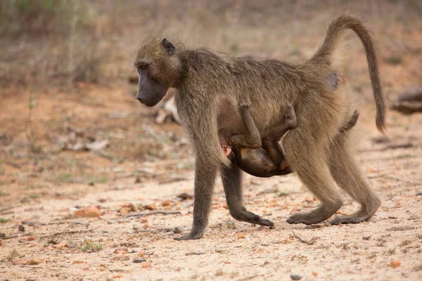 Chacma Babunu Anne Yavrularına Sarılıp Ovalarda Yürüyor — Stok fotoğraf