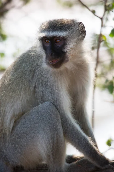 Closeup Velvet Monkey Chlorocebus Pygerythrus Curioso Olhando Redor — Fotografia de Stock