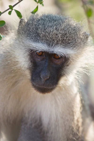 Closeup Velvet Monkey Chlorocebus Pygerythrus Curioso Olhando Redor — Fotografia de Stock