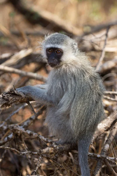 Closeup Velvet Monkey Chlorocebus Pygerythrus Curioso Olhando Redor — Fotografia de Stock