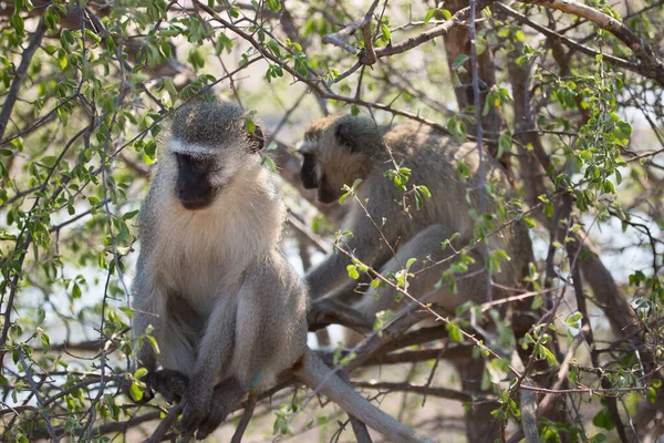 Closeup Velvet Monkeys Chlorocebus Pygerythrus Natureza Selvagem — Fotografia de Stock