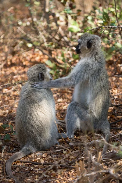 Closeup Velvet Monkeys Chlorocebus Pygerythrus Natureza Selvagem — Fotografia de Stock