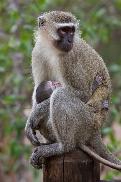 Primo Piano Alimentazione Madre Scimmia Velluto Chlorocebus Pygerythrus Latte Bambini — Foto Stock