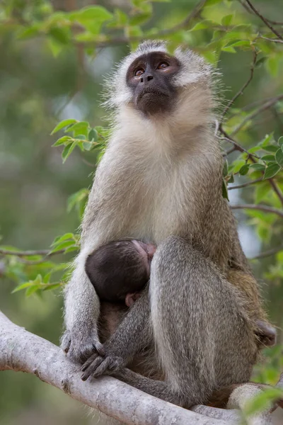 Closeup Alimentando Mãe Velvet Monkey Chlorocebus Pygerythrus Bebê Comendo Leite — Fotografia de Stock