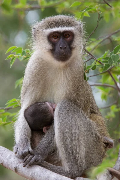 Closeup Alimentando Mãe Velvet Monkey Chlorocebus Pygerythrus Bebê Comendo Leite — Fotografia de Stock