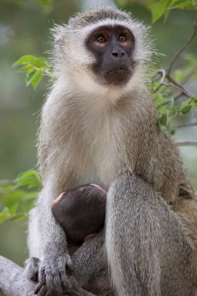 Närbild Utfodring Mor Sammetsapa Klorocebus Pygerythrus Och Baby Äta Mjölk — Stockfoto