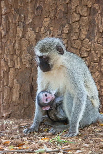 Closeup Alimentando Mãe Velvet Monkey Chlorocebus Pygerythrus Bebê Comendo Leite — Fotografia de Stock