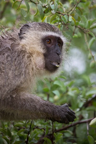 Małpa Vervet Chlorocebus Pigerythrus Siedząca Drzewie Jedząca Owoce — Zdjęcie stockowe