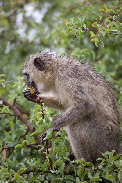 Vervet Macaco Chlorocebus Pygerythrus Sentado Árvore Comendo Frutas — Fotografia de Stock