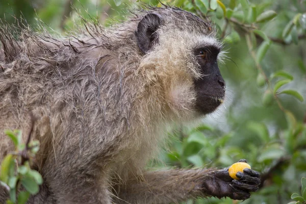 Πίθηκοι Vervet Chlorocebus Pygerythrus Που Κάθονται Στο Δέντρο Και Τρώνε — Φωτογραφία Αρχείου