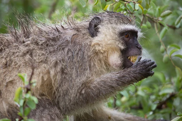 Vervet Macaco Chlorocebus Pygerythrus Sentado Árvore Comendo Frutas — Fotografia de Stock
