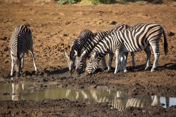 Hjord Slätter Zebra Equus Quagga Står Savannen Slätter Och Dricker — Stockfoto