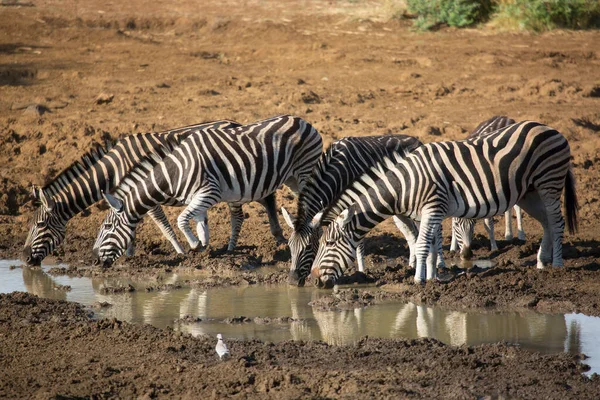 Manada Zebra Das Planícies Equus Quagga Nas Planícies Savana Beber — Fotografia de Stock