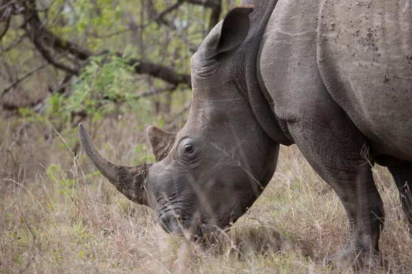 Rhinocéros Lèvres Crochues Noirs Diceros Bicornis Marchant Travers Les Broussailles — Photo