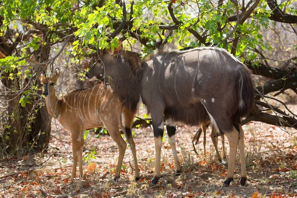 Dominant male lowland nyala, Tragelaphus angasii, with his female herd and nibbling on leaves