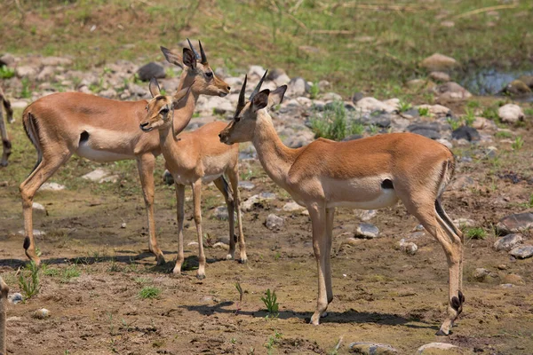 Mandria Impala Aepyceros Melampus Pascolo Riposo All Ombra Dell Albero — Foto Stock